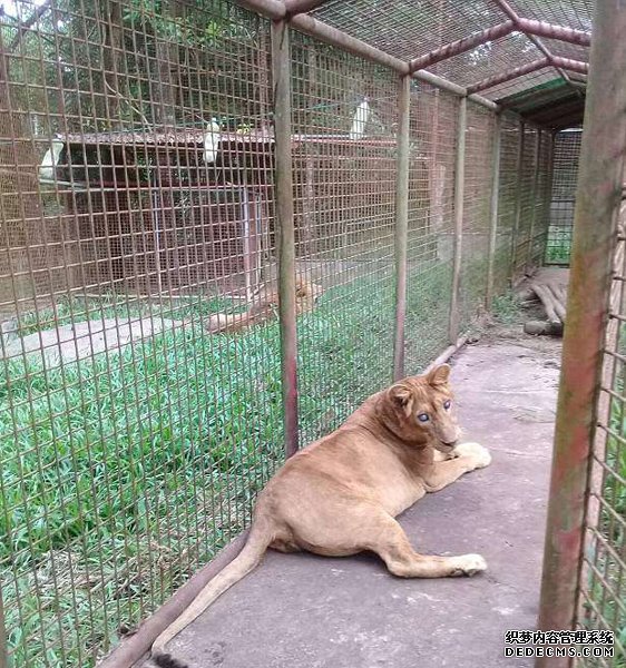 菲一动物园涉嫌虐待动物 失明狮子被囚窄笼