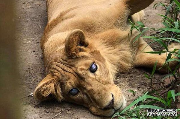 菲一动物园涉嫌虐待动物 失明狮子被囚窄笼