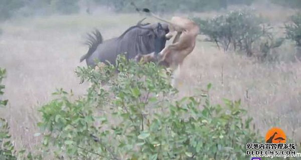 狮口脱险！南非角马遭遇伏击后刺伤狮子逃脱