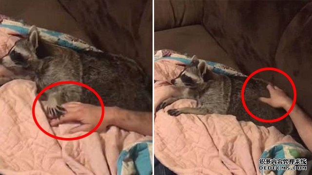 会撒娇的浣熊最好命！呆萌浣熊抓起主人的手让其按摩