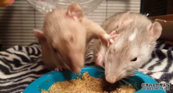 萌翻！两小鼠食盆前抢食你推我搡好不逗趣