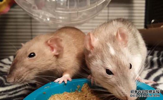 萌翻！两小鼠食盆前抢食你推我搡好不逗趣