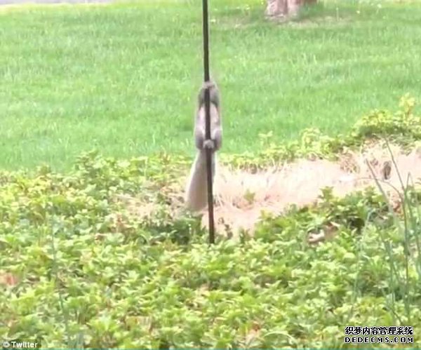 滑稽！松鼠欲偷鸟食爬涂有润滑油杆子 顺杆滑下