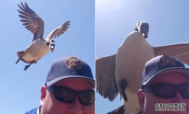 美国一男子湖边散步遭野鹅愤怒追击大笑逃命