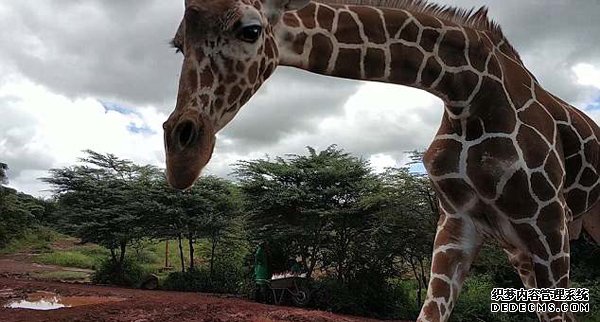 抢戏！肯尼亚小长颈鹿越过围绳在游客中跳跃穿行