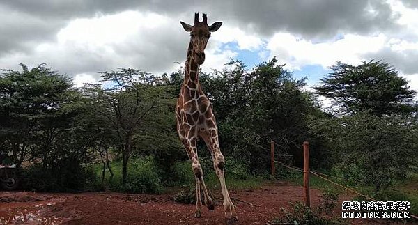 抢戏！肯尼亚小长颈鹿越过围绳在游客中跳跃穿行