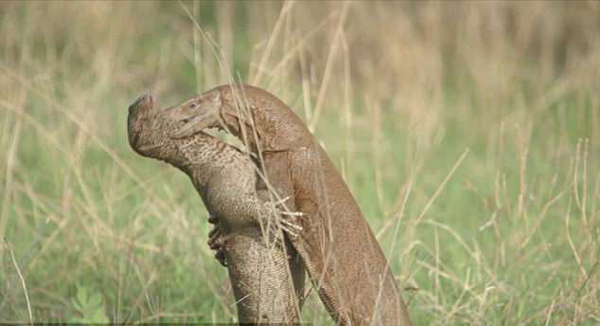 奇妙！印度两巨蜥站立打架似人类摔跤