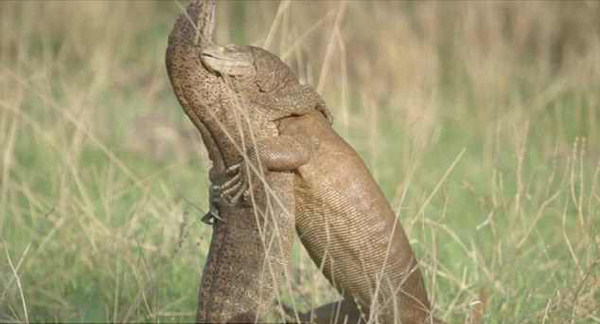 奇妙！印度两巨蜥站立打架似人类摔跤