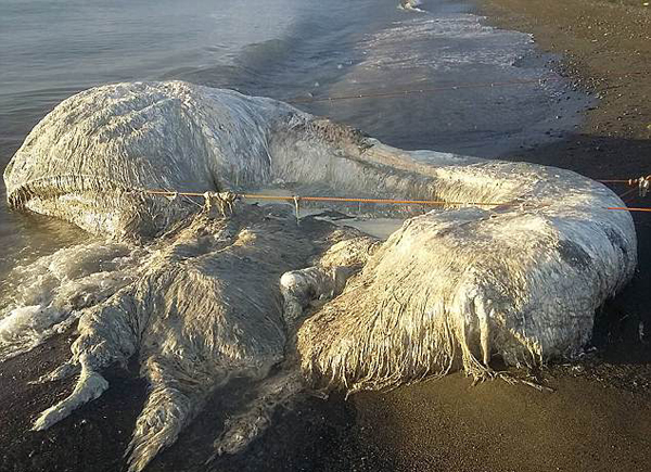 震惊！菲律宾海岸惊现不明巨型海洋生物尸体