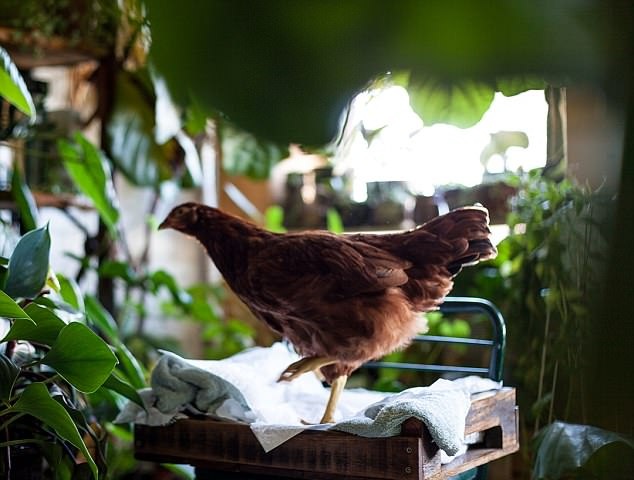 美模特收养被弃母鸡与其形影不离 带其接拍广告