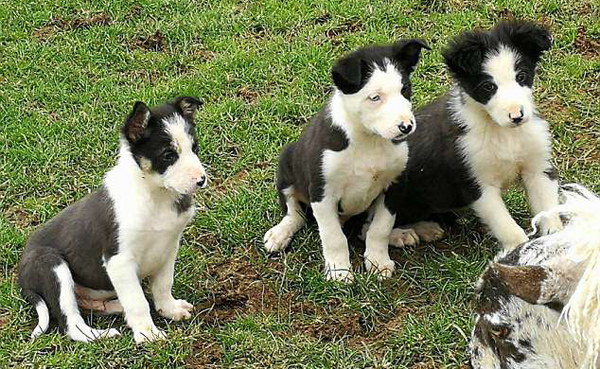 可爱！英6只牧羊犬幼崽首次草场牧羊技术娴熟