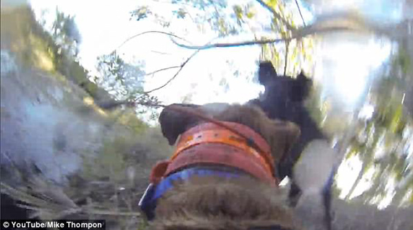 美猎犬飞速追赶野猪 坚持不懈终将其捕获