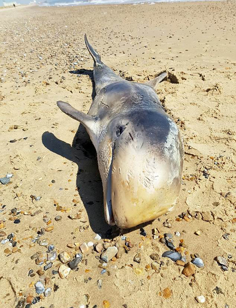 英搁浅海豚胃中现橡胶手套 死于营养不良