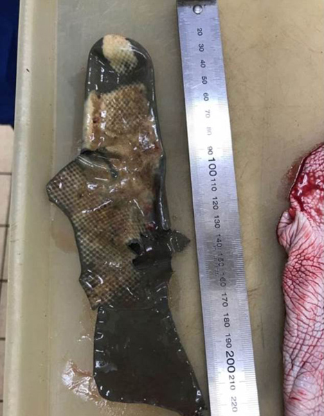 英搁浅海豚胃中现橡胶手套 死于营养不良