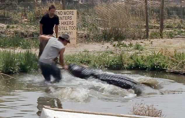 美国一男子水中直播鳄鱼活动险遭鳄鱼咬掉手