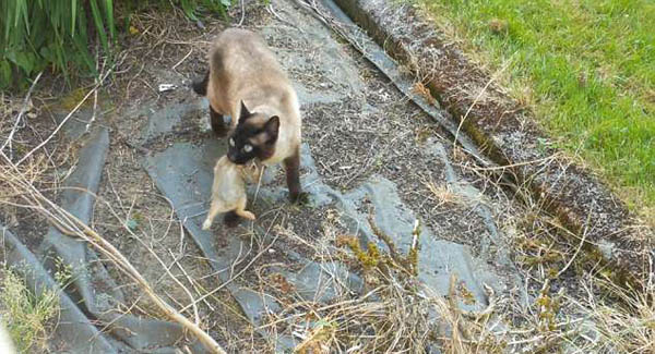 新版寓言出炉！猫捕兔子猫头鹰在后