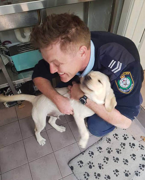 澳调皮导盲幼犬被困墙缝 暖心警察凿壁施救