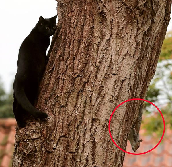 黑猫树上追捕松鼠反被玩弄近一小时