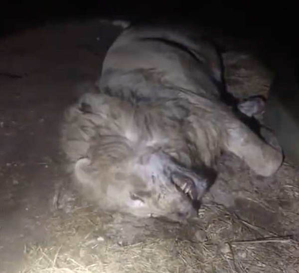 南美动物园狮虎惨遭偷猎者投毒害死 园主悲痛欲绝