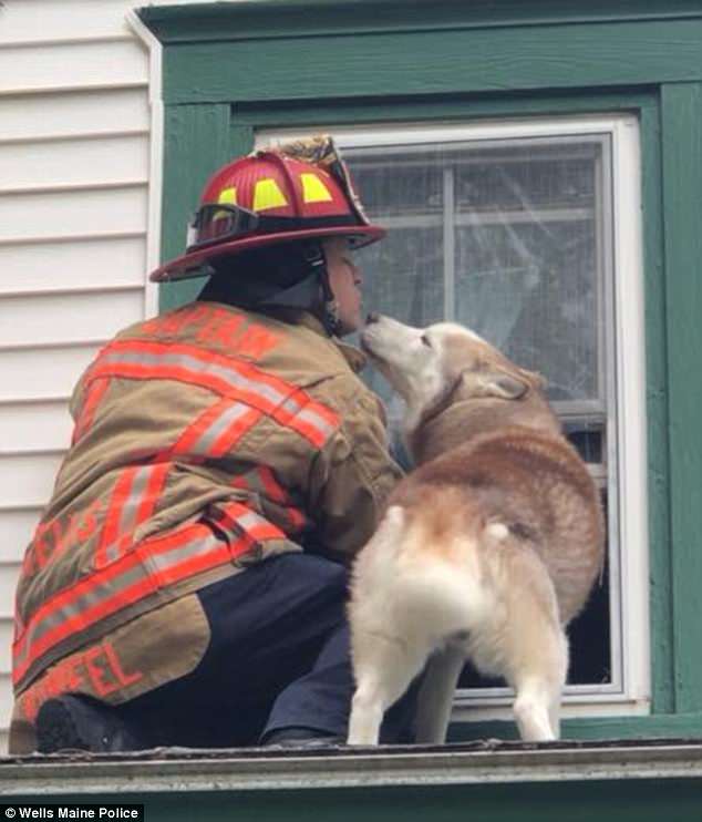 暖心！美国一宠物狗获救后向消防员献吻表达谢意