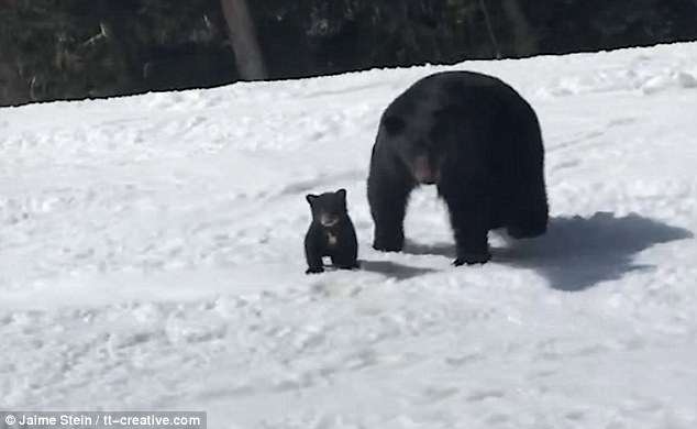惊险！加滑雪者遭遇黑熊母子险遭攻击