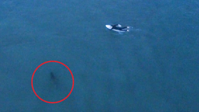 惊险！澳海域大白鲨偷偷跟随冲浪者