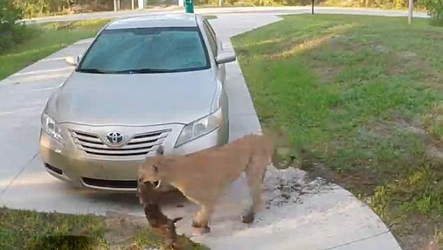 可怕！视频记录美洲狮居民家门口捕杀宠物猫