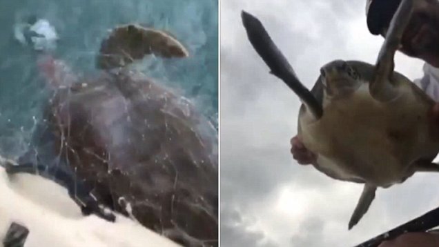 巴西一男子徒手拯救三只被渔网所困海龟获赞