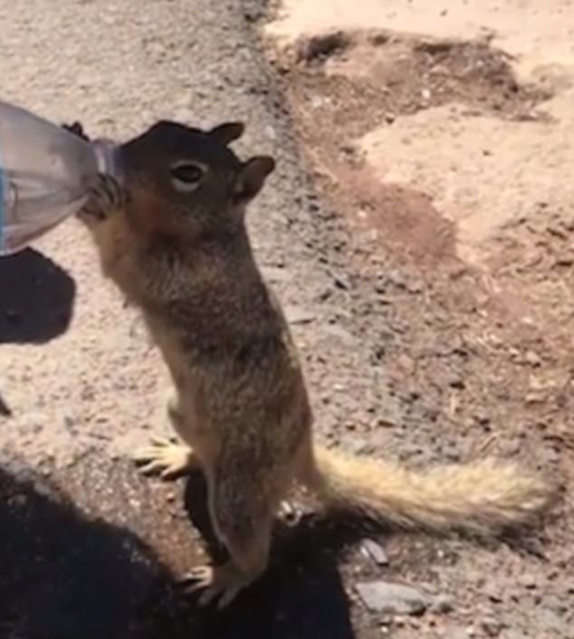 呆萌！美国大峡谷一松鼠喝光游客整瓶水