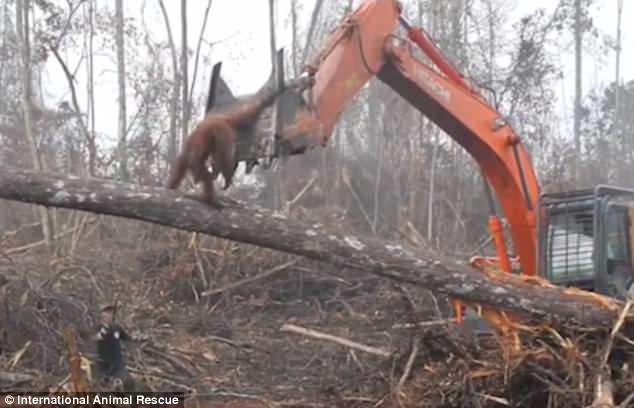 印尼一猩猩与挖掘机近身“肉搏”保卫家园