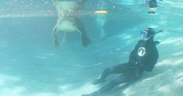 美潜水员未带防护工具潜入水池与鳄鱼亲密接触