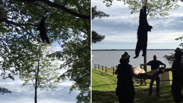 美国一黑熊爬上20米高树顶被消防员用“绳降”救下