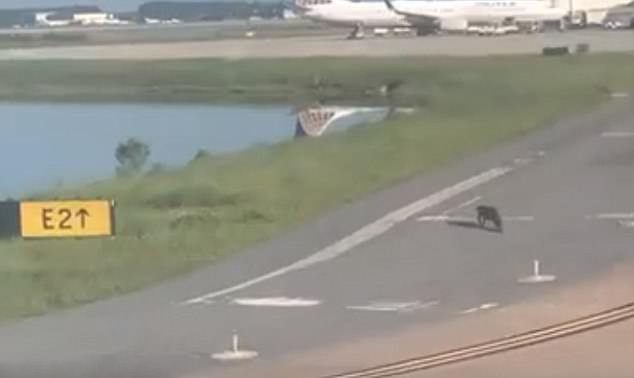 美短吻鳄爬上机场跑道逼停正在滑行飞机