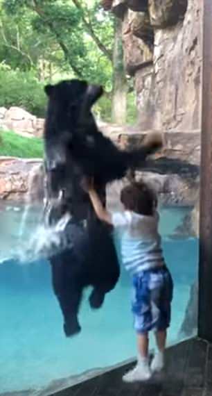 萌翻！美动物园小熊随玻璃窗外5岁小男孩共同蹦高玩耍