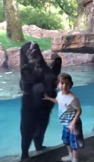 萌翻！美动物园小熊随玻璃窗外5岁小男孩共同蹦高玩耍