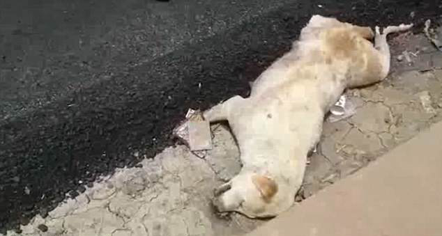 印度建筑工人将热沥青倒在熟睡狗狗身上致其死亡