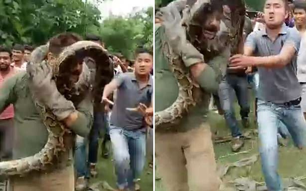 印度护林员拯救蟒蛇 拍照留念时差点被其勒死