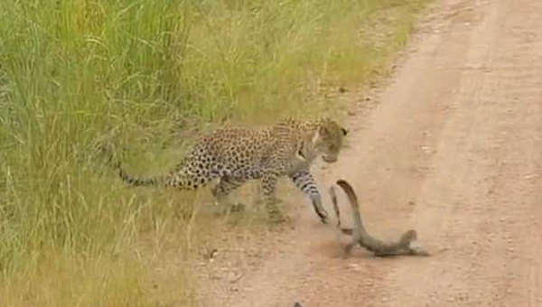 狭路对决！赞比亚巨蜥与幼豹殊死搏斗终不敌
