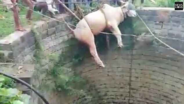 别样救援！印度村民徒手从深井中拉出一头公牛