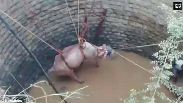 别样救援！印度村民徒手从深井中拉出一头公牛