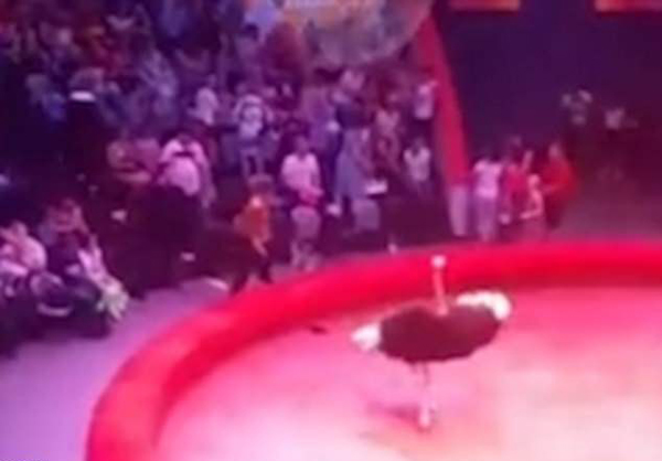 俄马戏团鸵鸟在演出中跳出场地攻击观众
