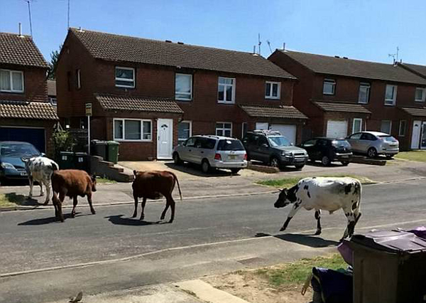 英国9头公牛集体“越狱” 悠闲漫步小镇街头