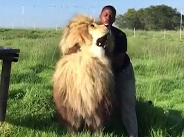 难以置信！南非动物管理员亲密抚摸拥抱雄狮