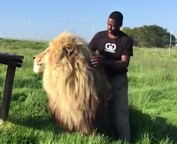难以置信！南非动物管理员亲密抚摸拥抱雄狮
