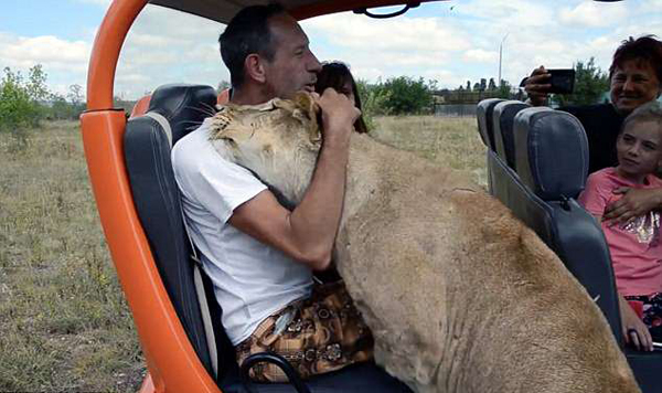 招架不住！俄动物园母狮子对游客上演撒娇戏码