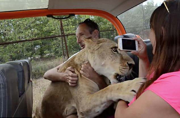 招架不住！俄动物园母狮子对游客上演撒娇戏码
