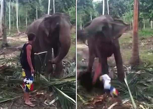 游客在泰国动物园惹大象不爽被撂倒