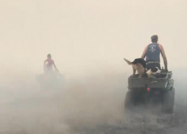 英国农场遭遇大火袭击 农民驰骋火场营救羊群
