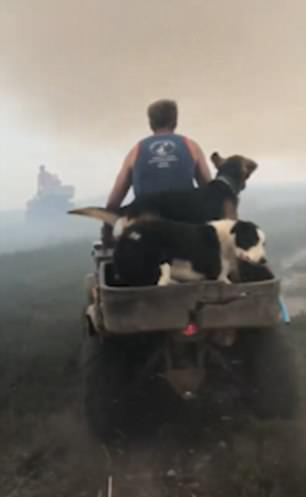 英国农场遭遇大火袭击 农民驰骋火场营救羊群