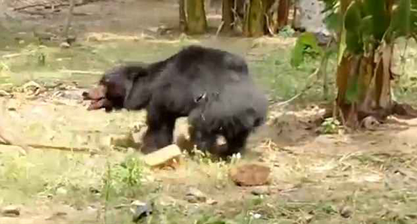 黑熊闯入果园咬死一对夫妻 愤怒村民将其乱棍打死